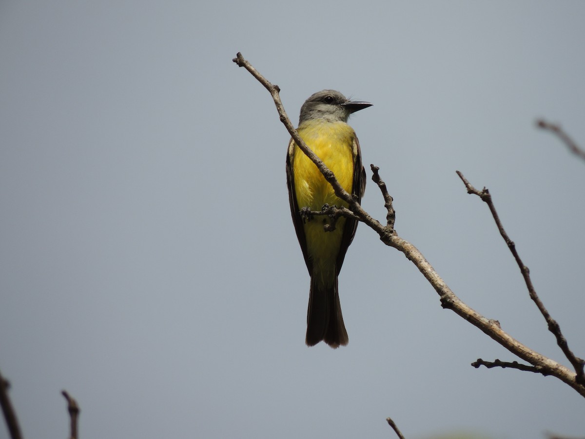 Tropical Kingbird - ML628691515