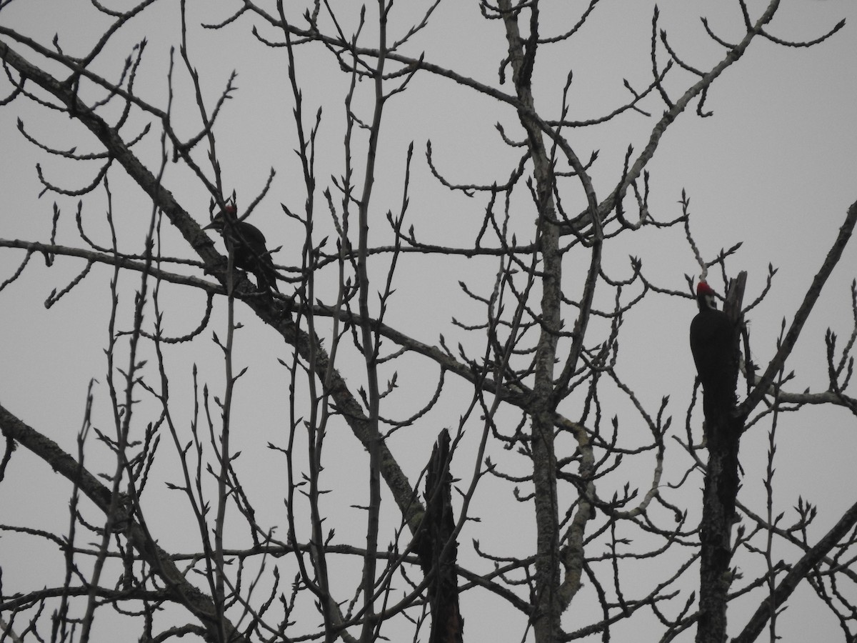 Pileated Woodpecker - ML628691553