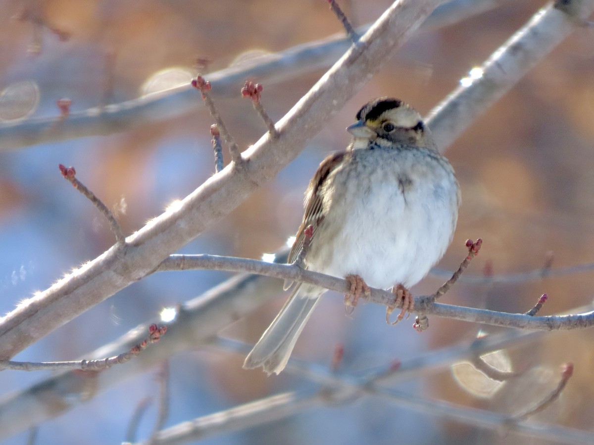 White-throated Sparrow - ML628691643