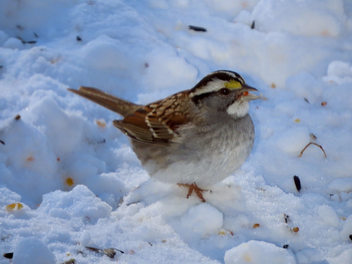 White-throated Sparrow - ML628691644