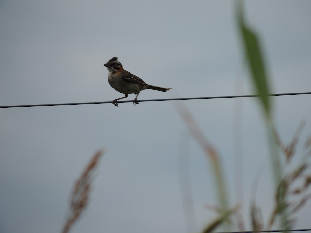 Rufous-collared Sparrow - ML628691673