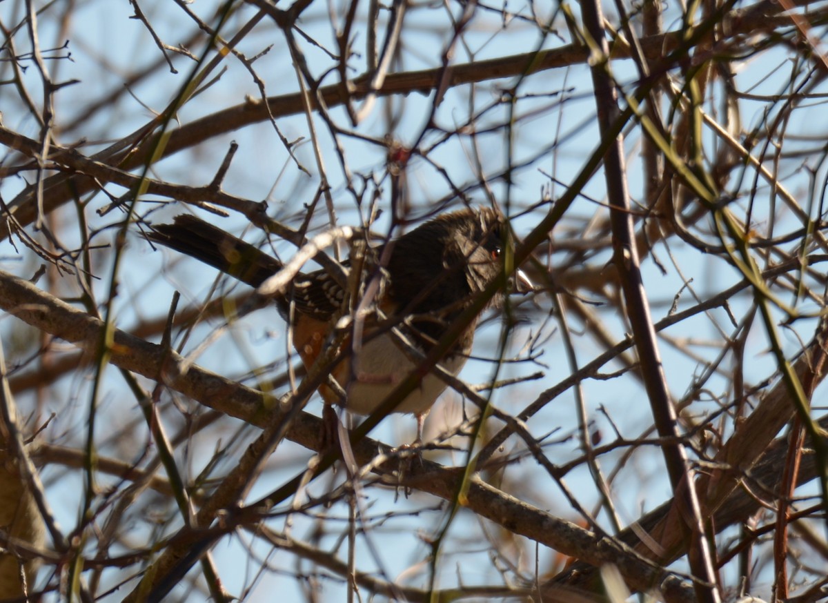 Spotted Towhee - ML628691677