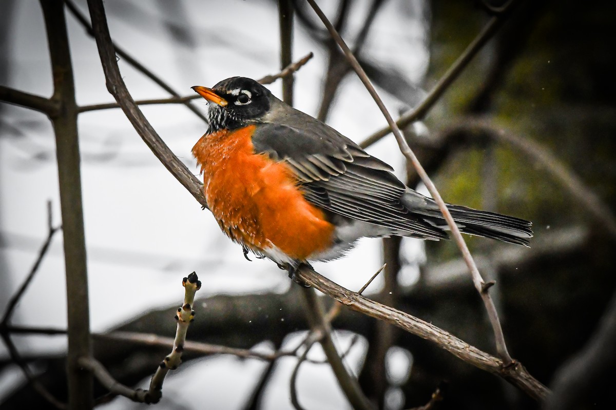 American Robin - ML628691739