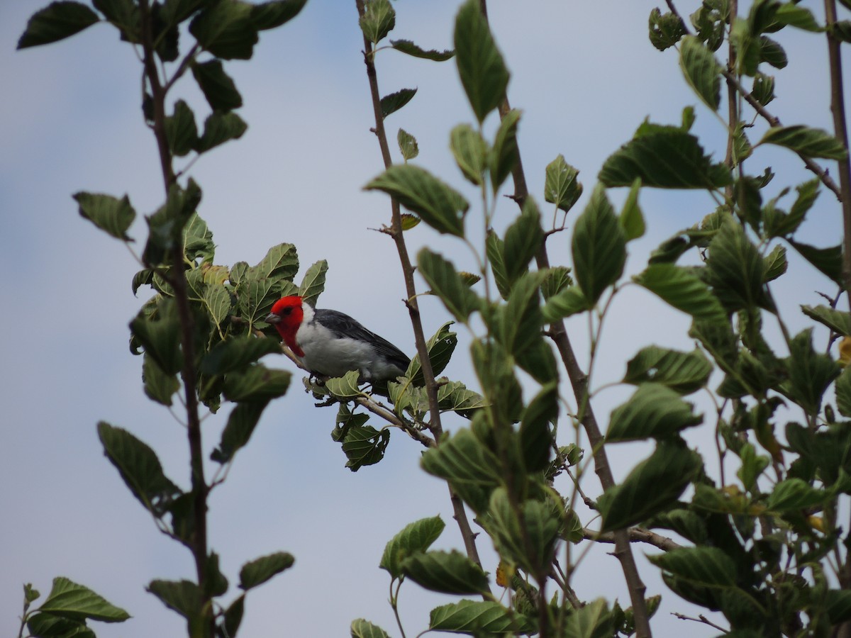 Red-crested Cardinal - ML628691778