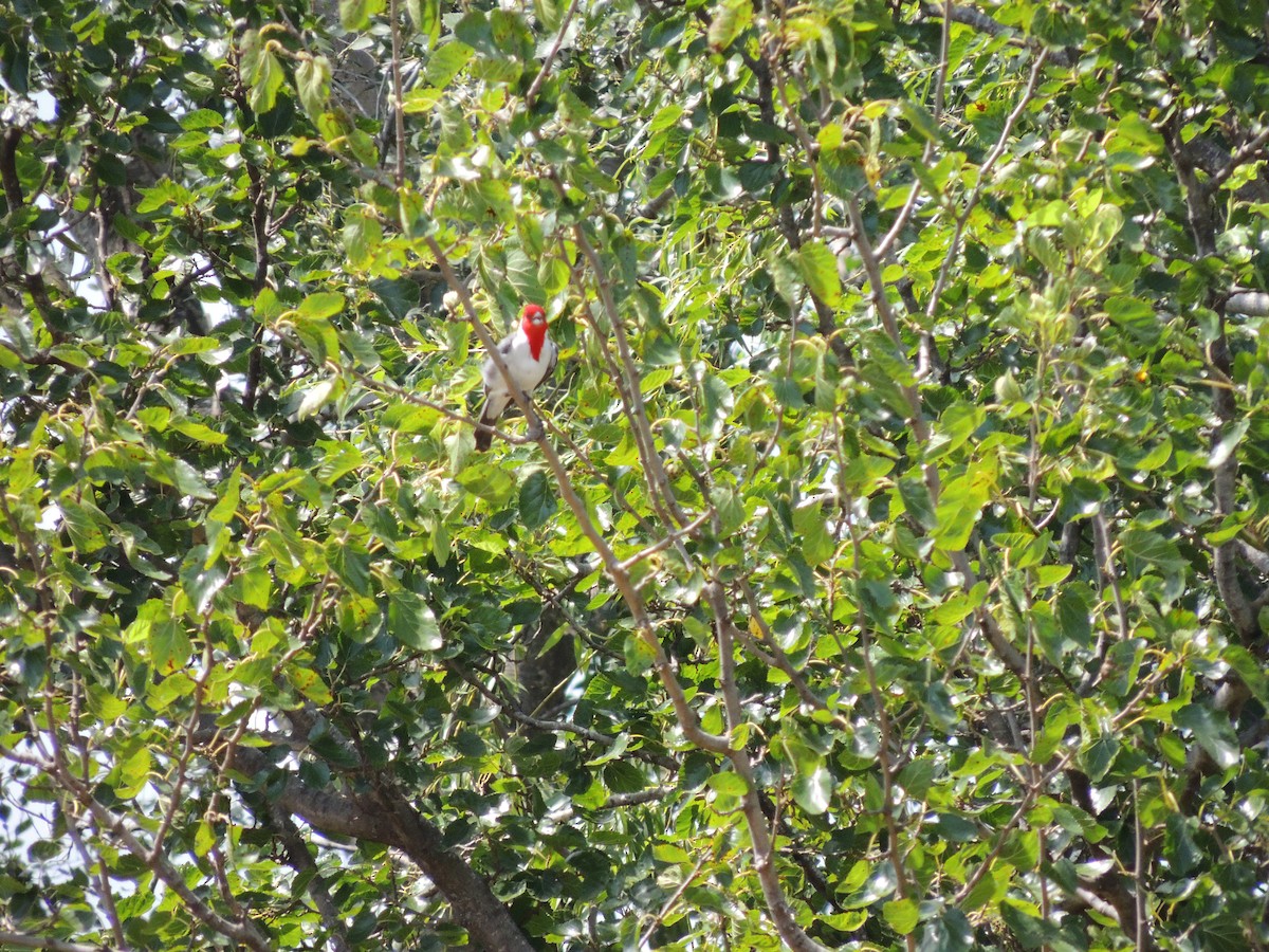 Red-crested Cardinal - ML628691779