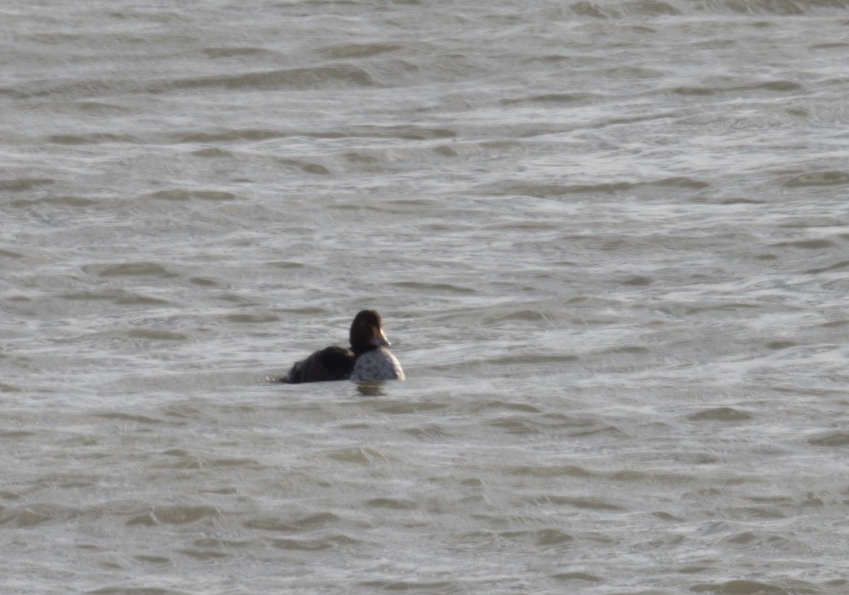 King Eider - ML628691785