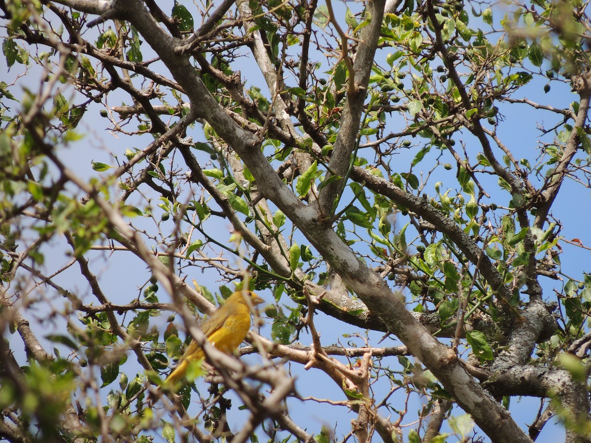 Saffron Finch - ML628691823