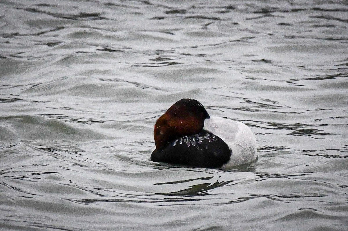 Canvasback - ML628691844