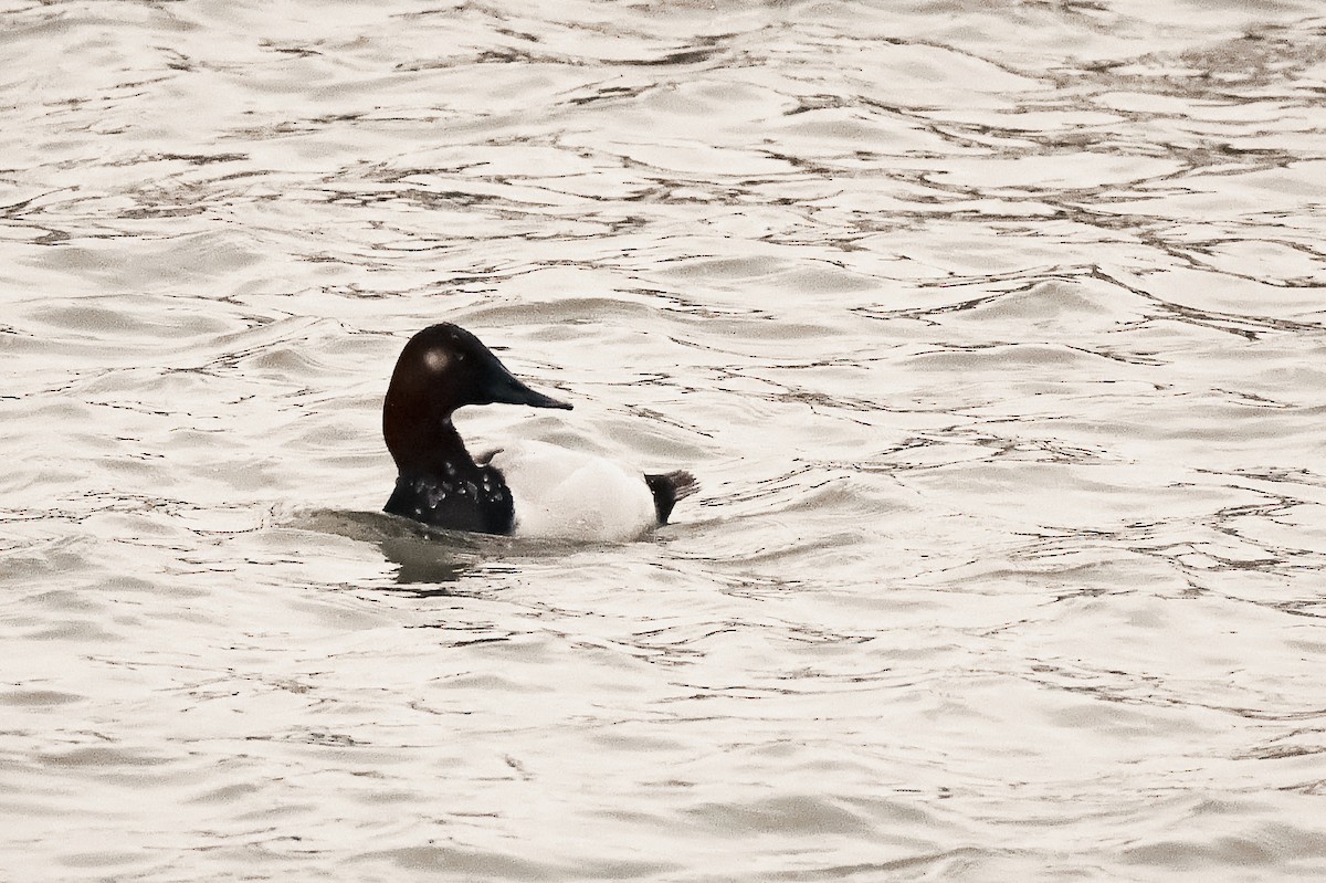 Canvasback - ML628691845