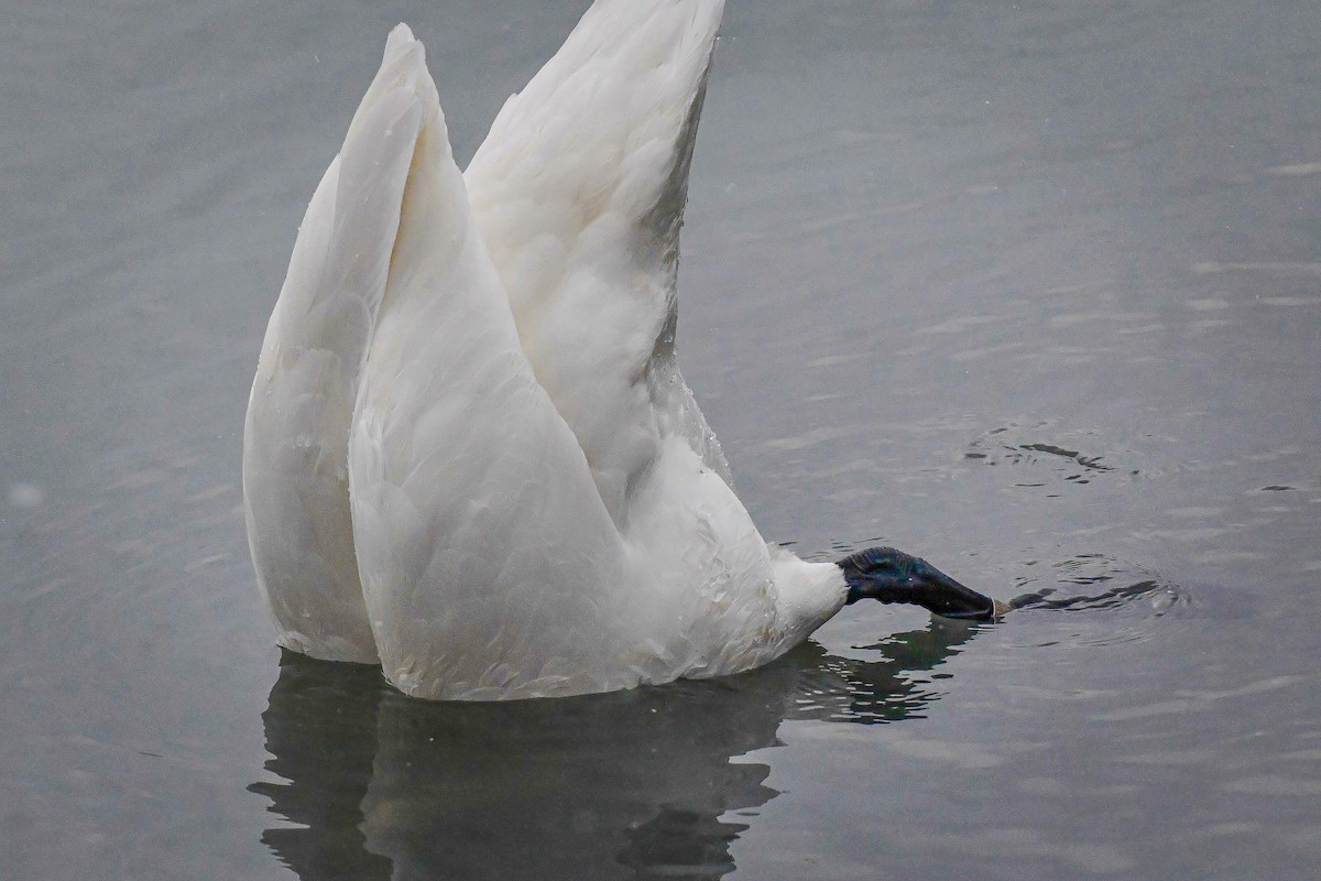Trumpeter Swan - ML628691869