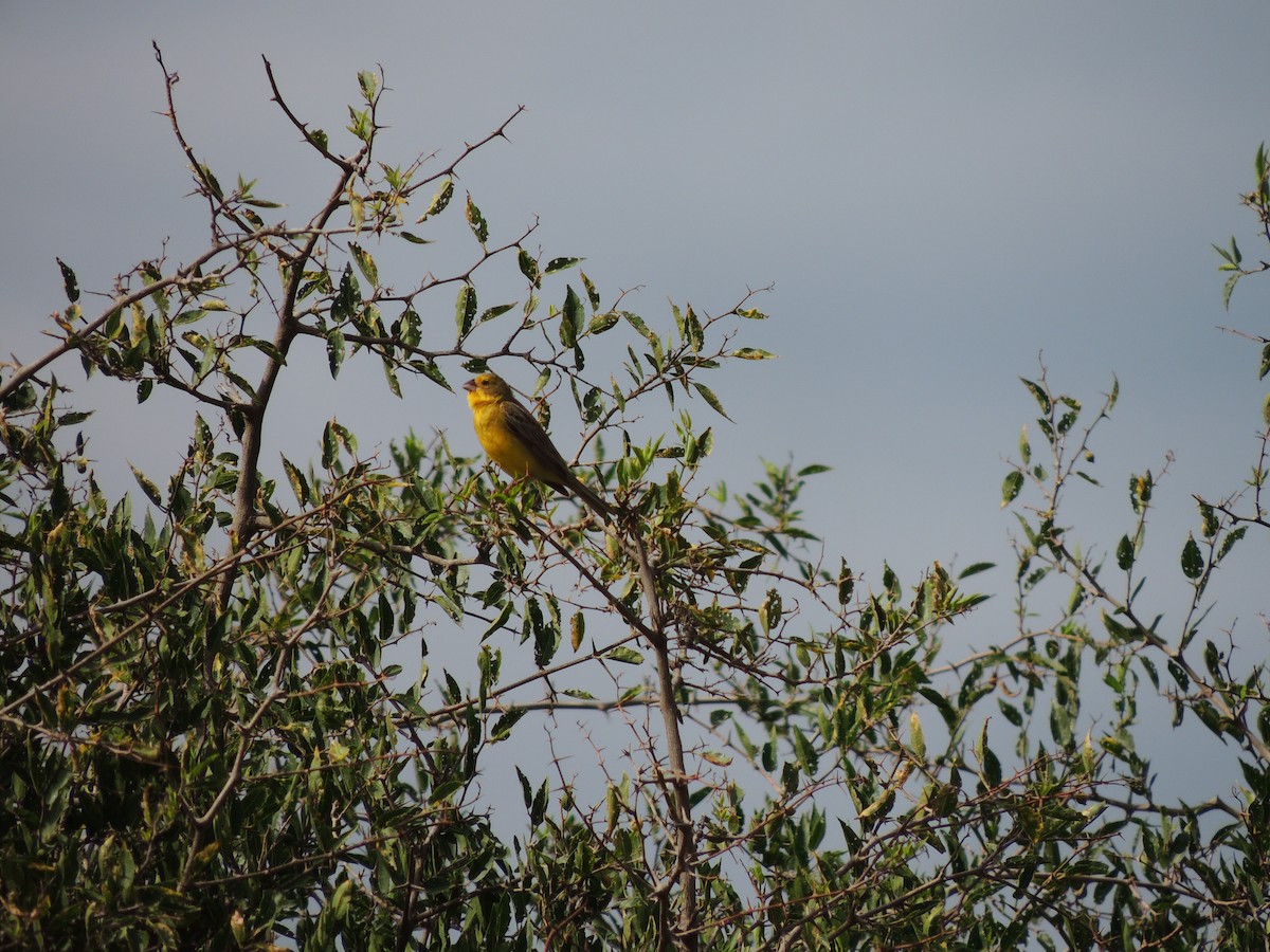 Grassland Yellow-Finch - ML628691871