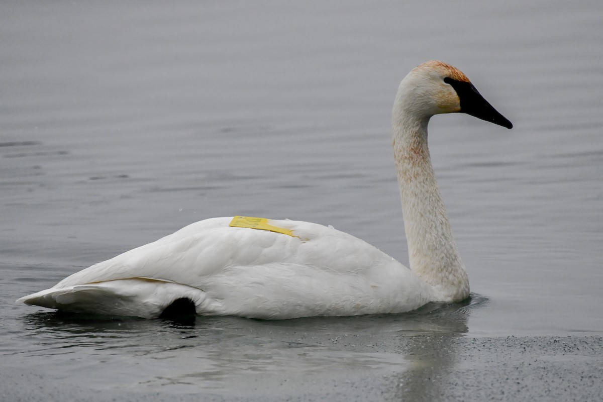 Trumpeter Swan - ML628691872
