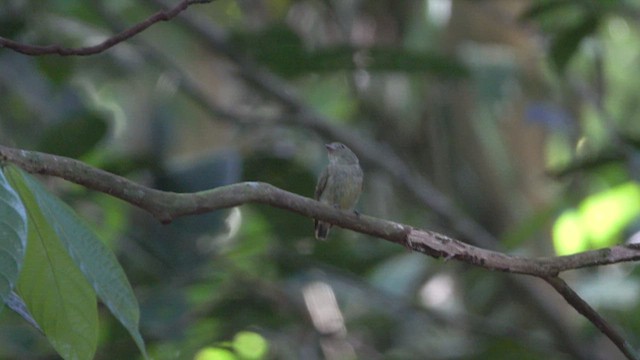 Dwarf Tyrant-Manakin - ML628691904
