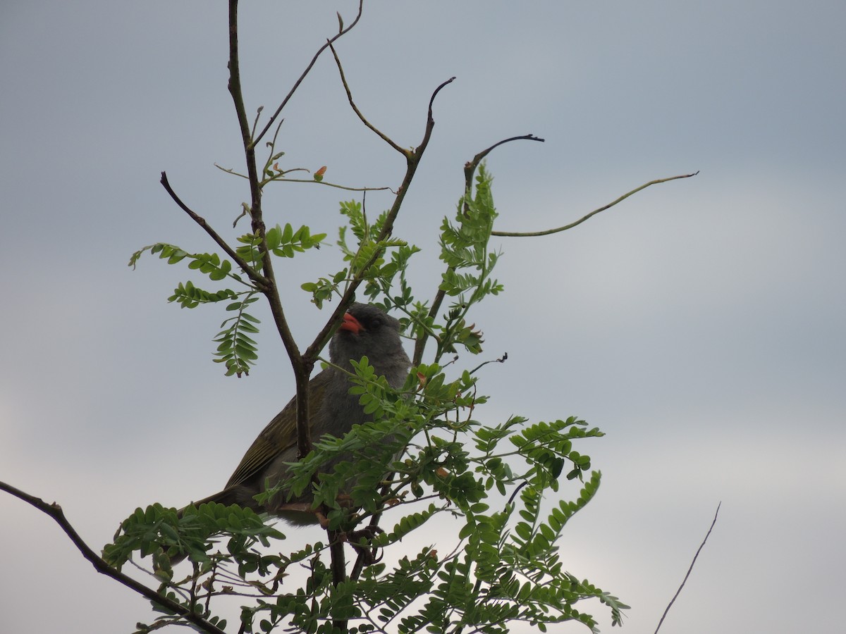 Great Pampa-Finch - ML628691920