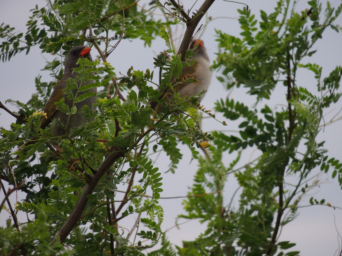 Great Pampa-Finch - ML628691921