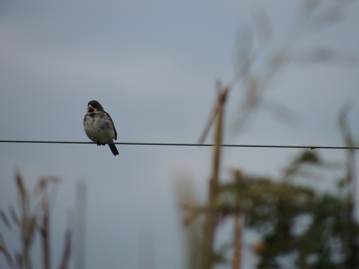 Double-collared Seedeater - ML628691955