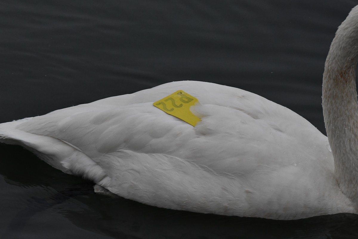 Trumpeter Swan - ML628691968