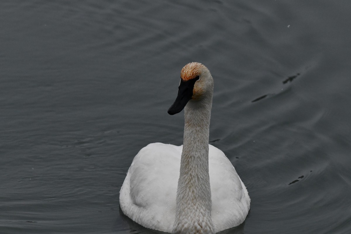 Trumpeter Swan - ML628691969