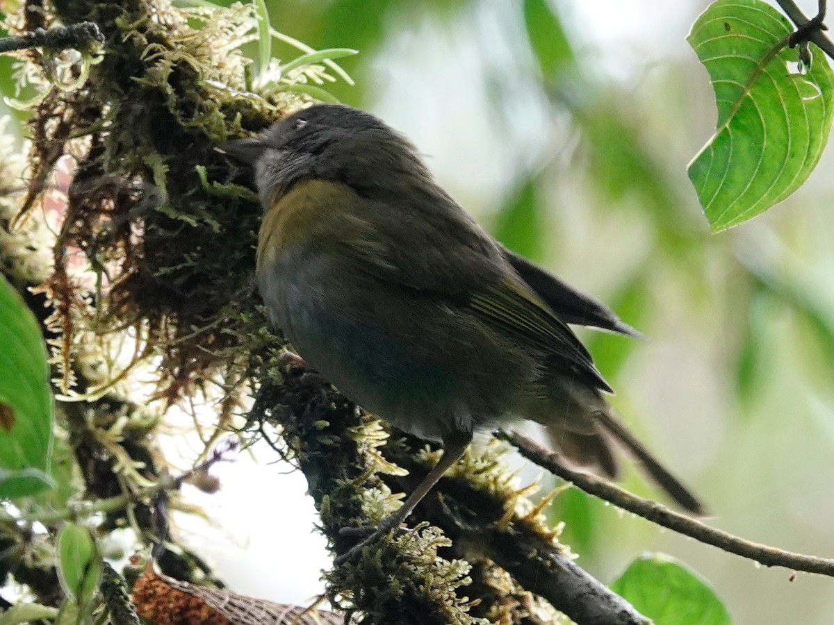 Common Chlorospingus (Northern Andes) - ML628691978