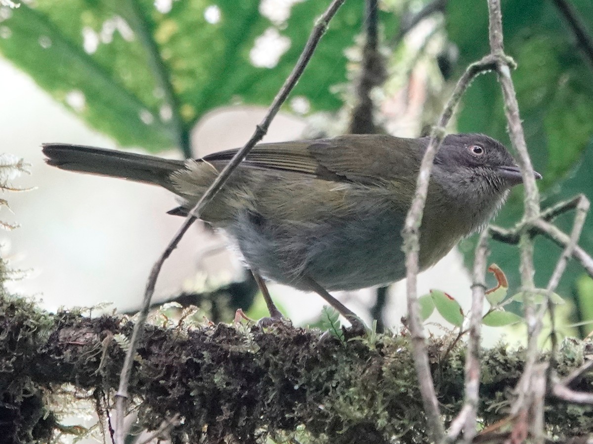 Common Chlorospingus (Northern Andes) - ML628691984