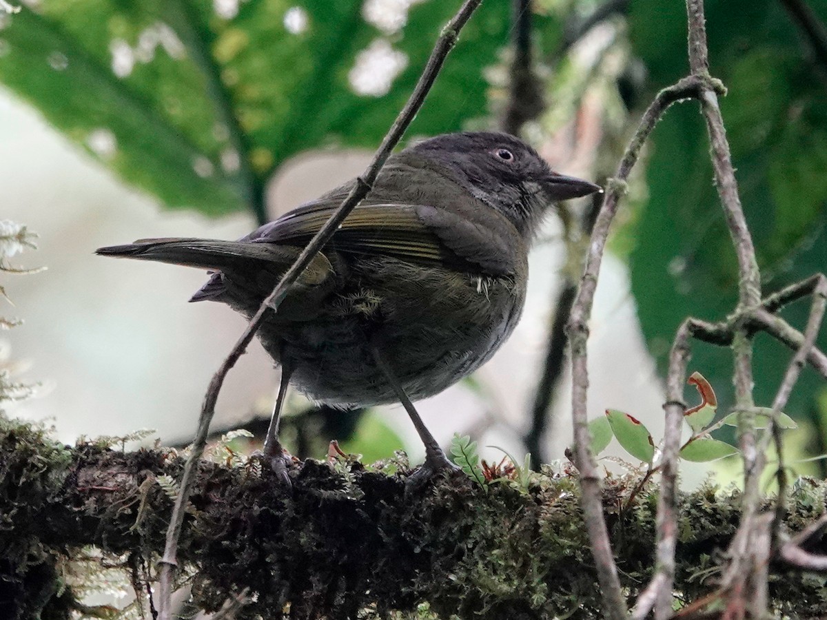 Common Chlorospingus (Northern Andes) - ML628691986