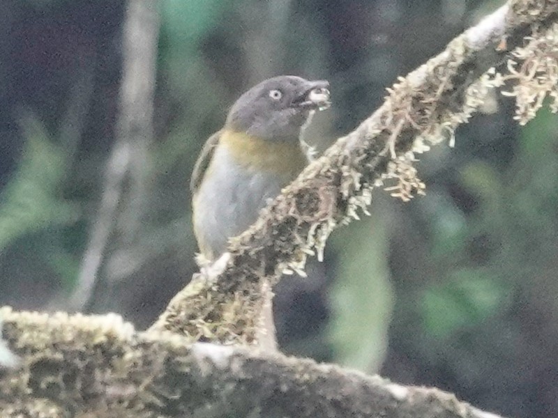 Common Chlorospingus (Northern Andes) - ML628691990