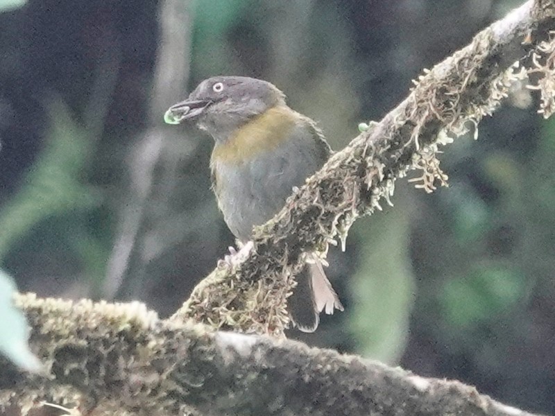 Common Chlorospingus (Northern Andes) - ML628691992