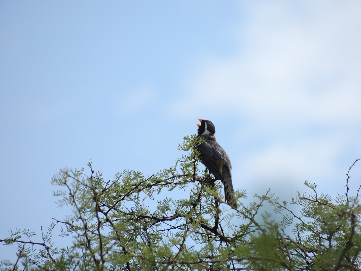 Golden-billed Saltator - ML628692003