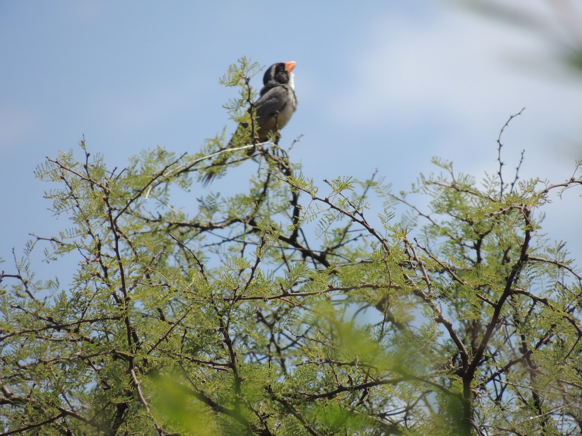 Golden-billed Saltator - ML628692004