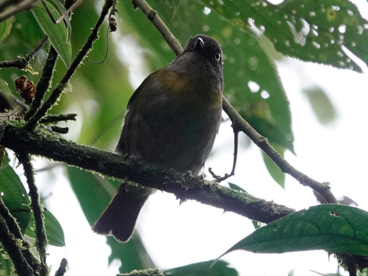 Common Chlorospingus (Northern Andes) - ML628692005