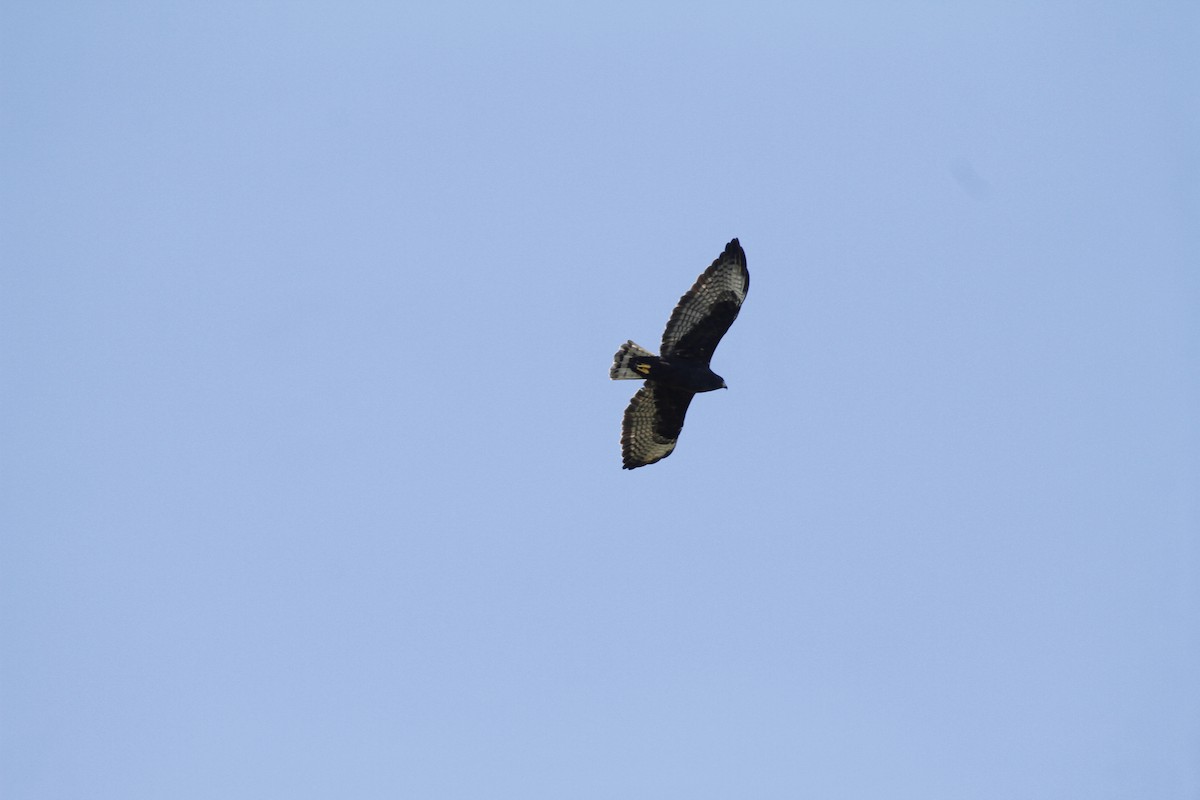Short-tailed Hawk - ML628692077