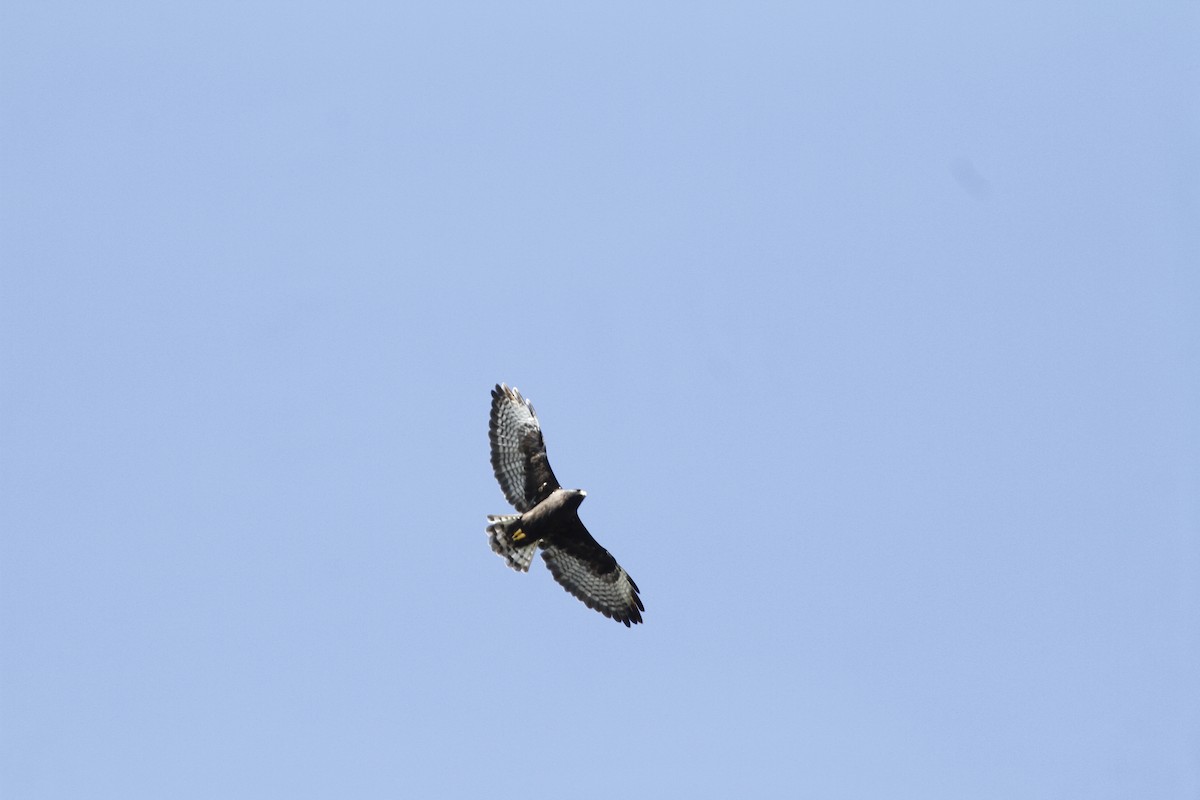 Short-tailed Hawk - ML628692078