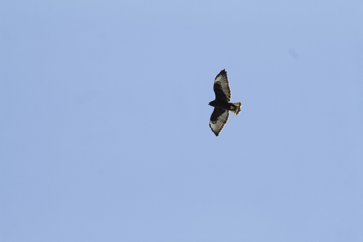 Short-tailed Hawk - ML628692079
