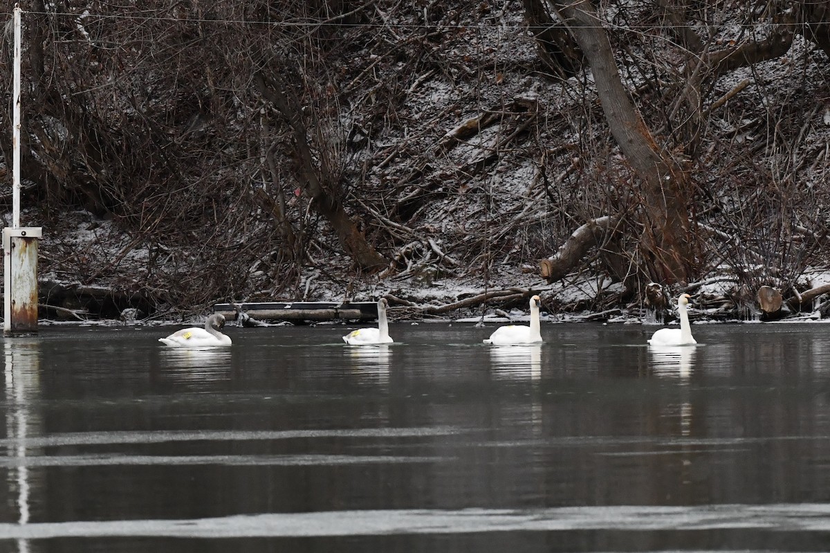 Trumpeter Swan - ML628692231