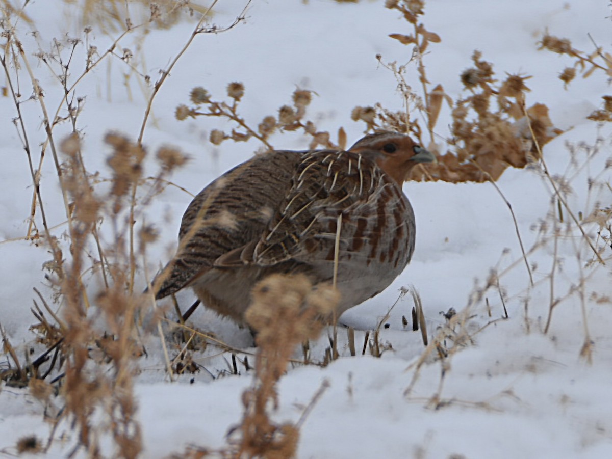 Gray Partridge - ML628692406