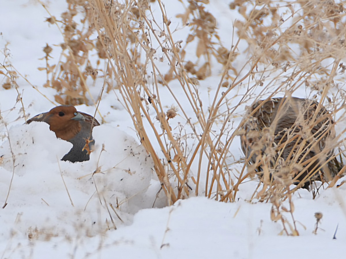 Gray Partridge - ML628692407