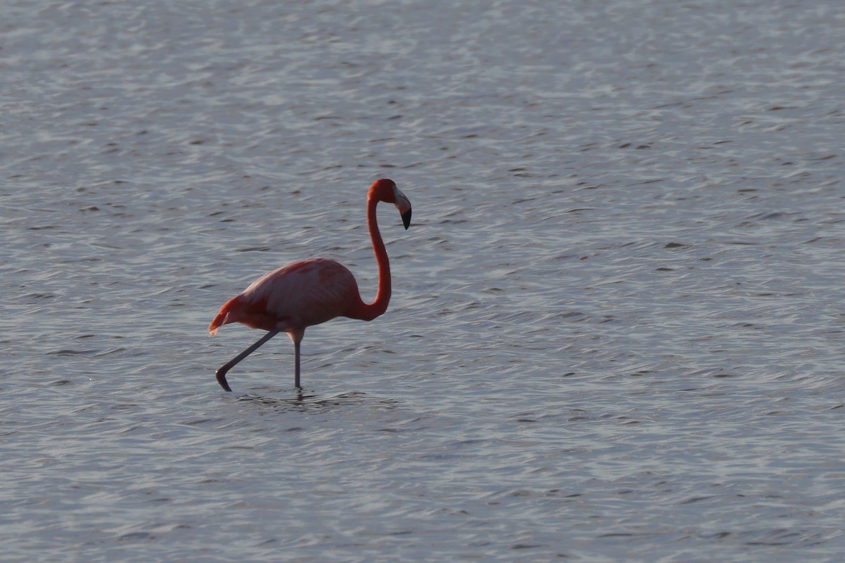 American Flamingo - ML628692824