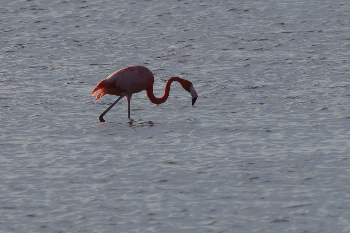 American Flamingo - ML628692825