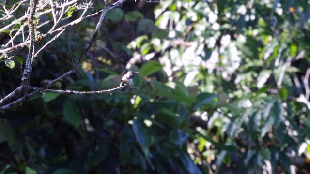 Bumblebee Hummingbird - ML628692898