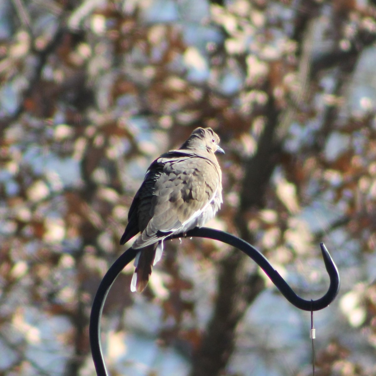 White-winged Dove - ML628693274