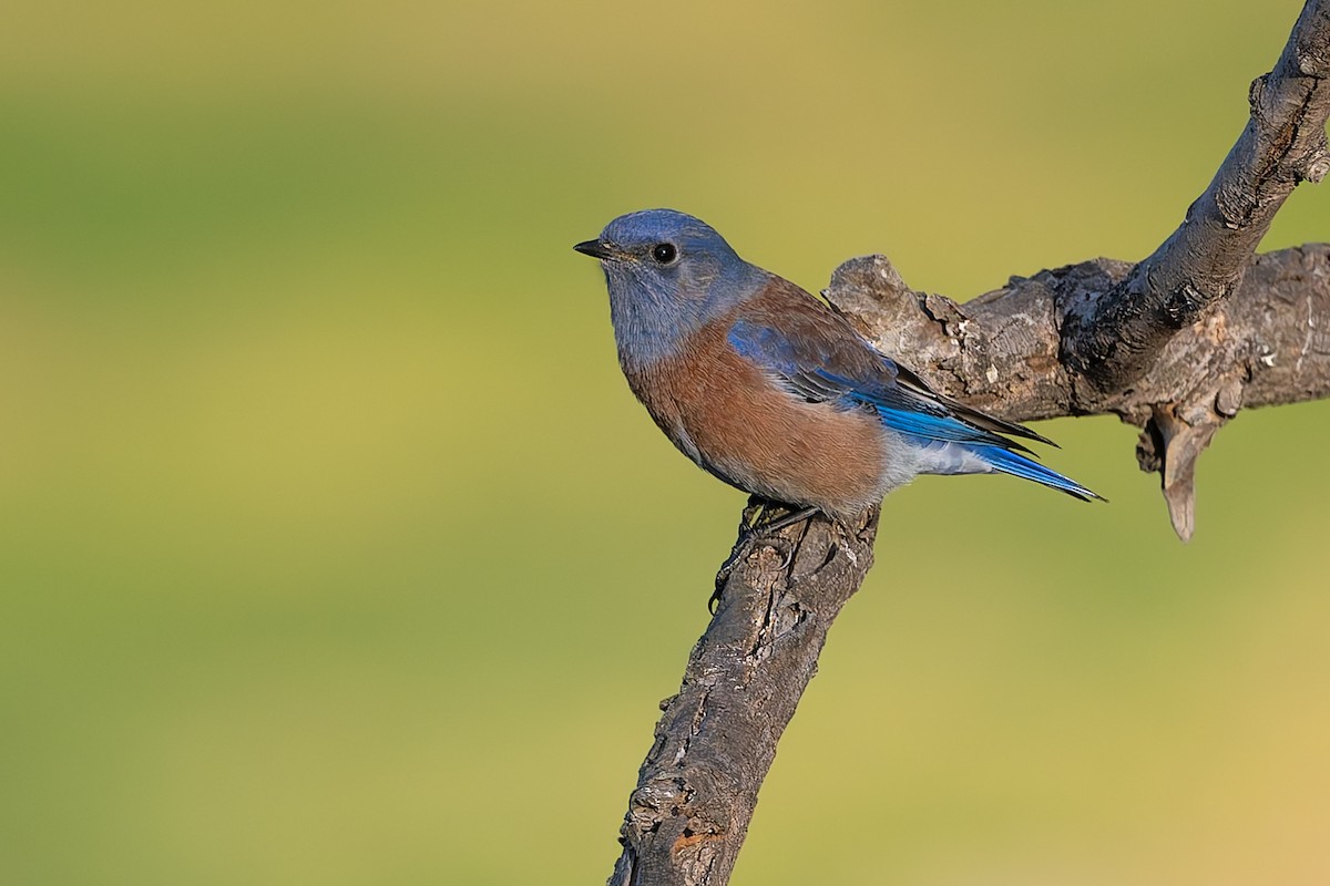Western Bluebird - ML628693307