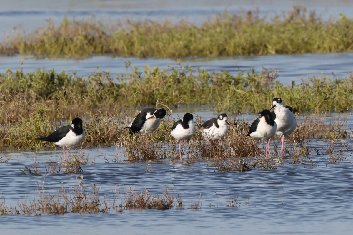 Black-necked Stilt - ML628693333