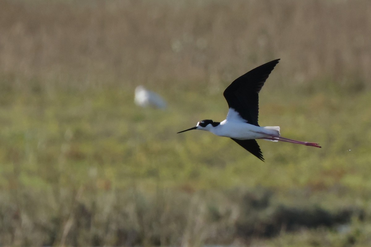 Black-necked Stilt - ML628693361