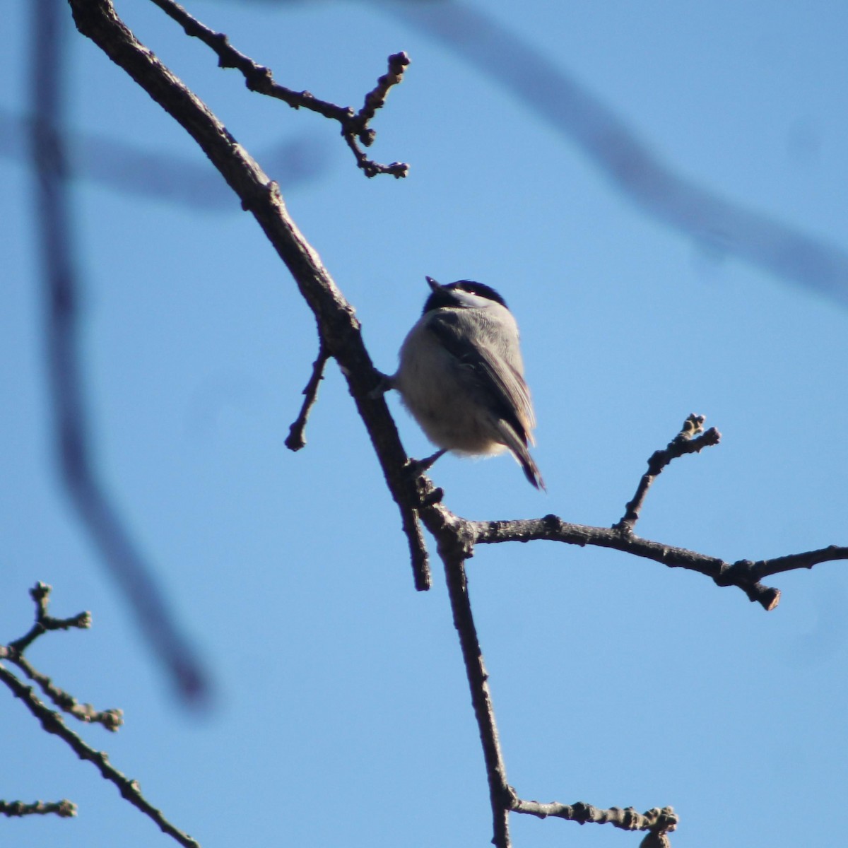 Carolina Chickadee - ML628693402