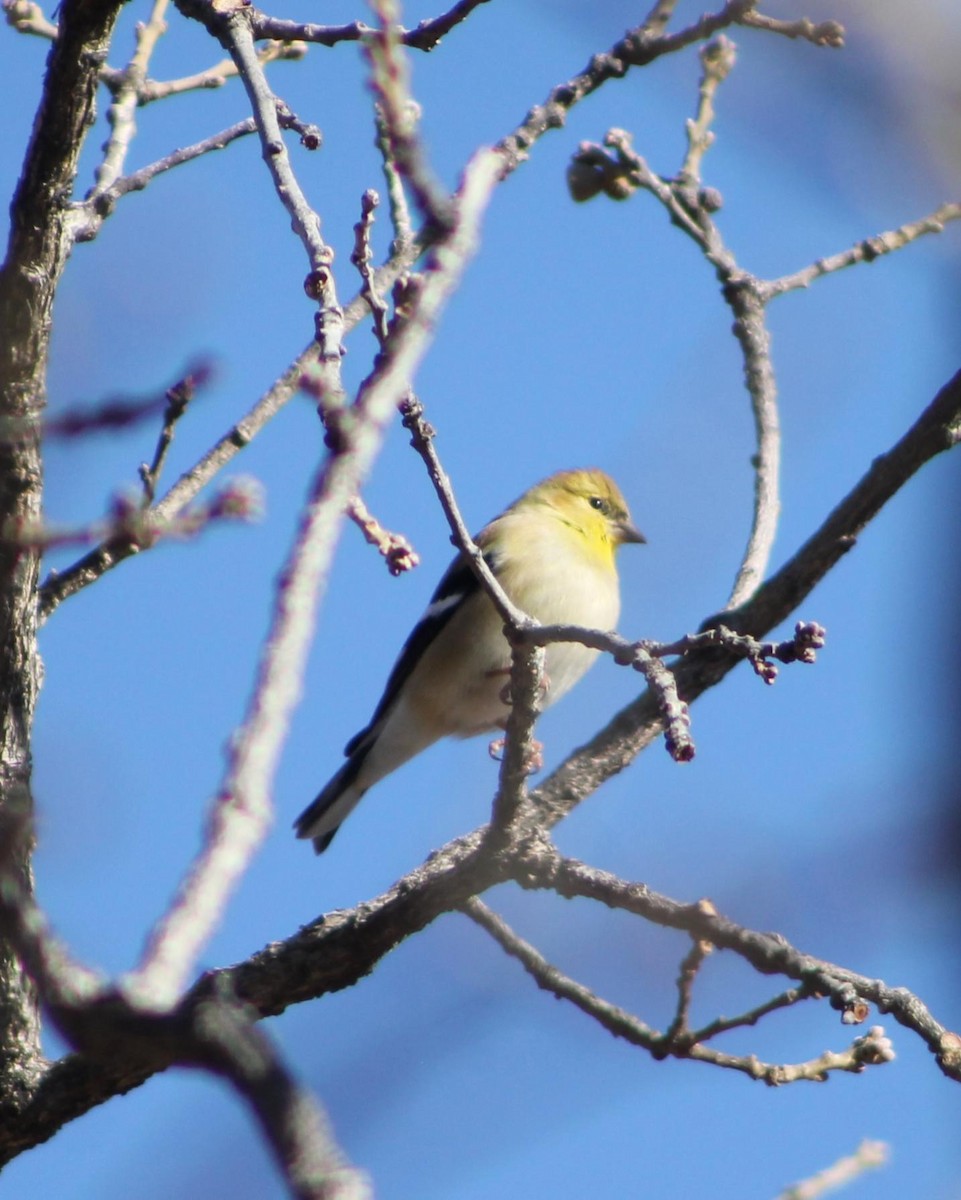 American Goldfinch - ML628693413