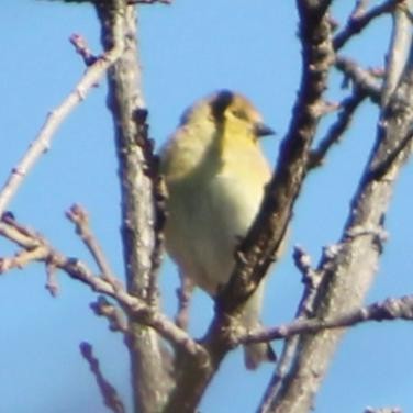 American Goldfinch - ML628693416