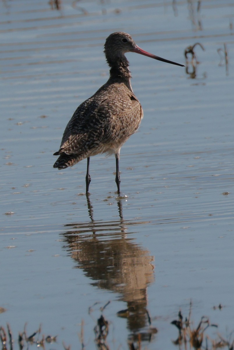 Marbled Godwit - ML628693421