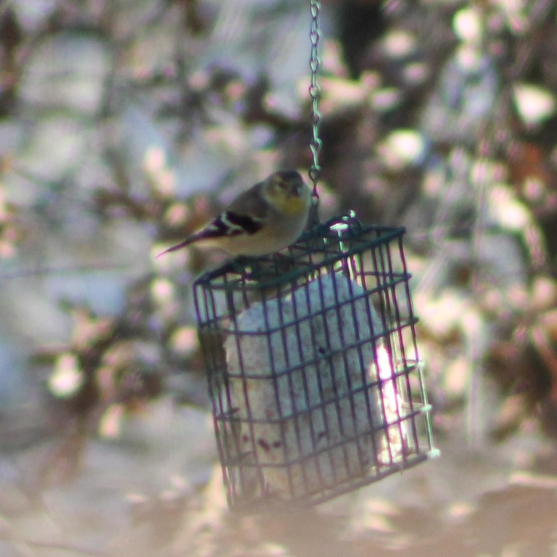 American Goldfinch - ML628693422