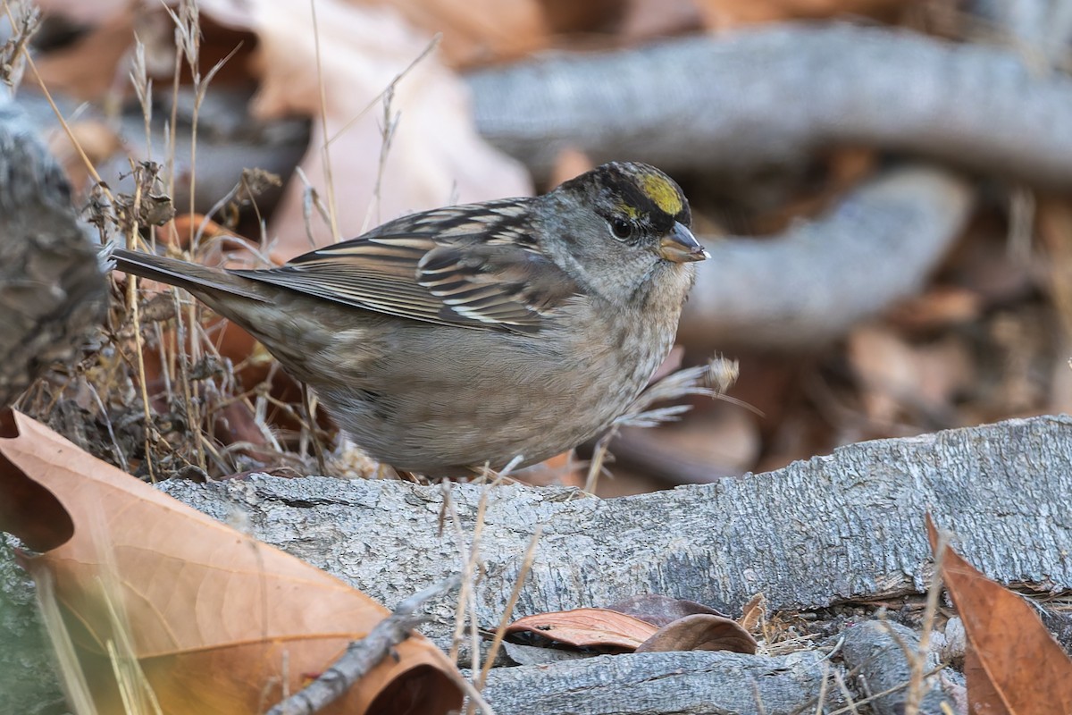 Golden-crowned Sparrow - ML628693569