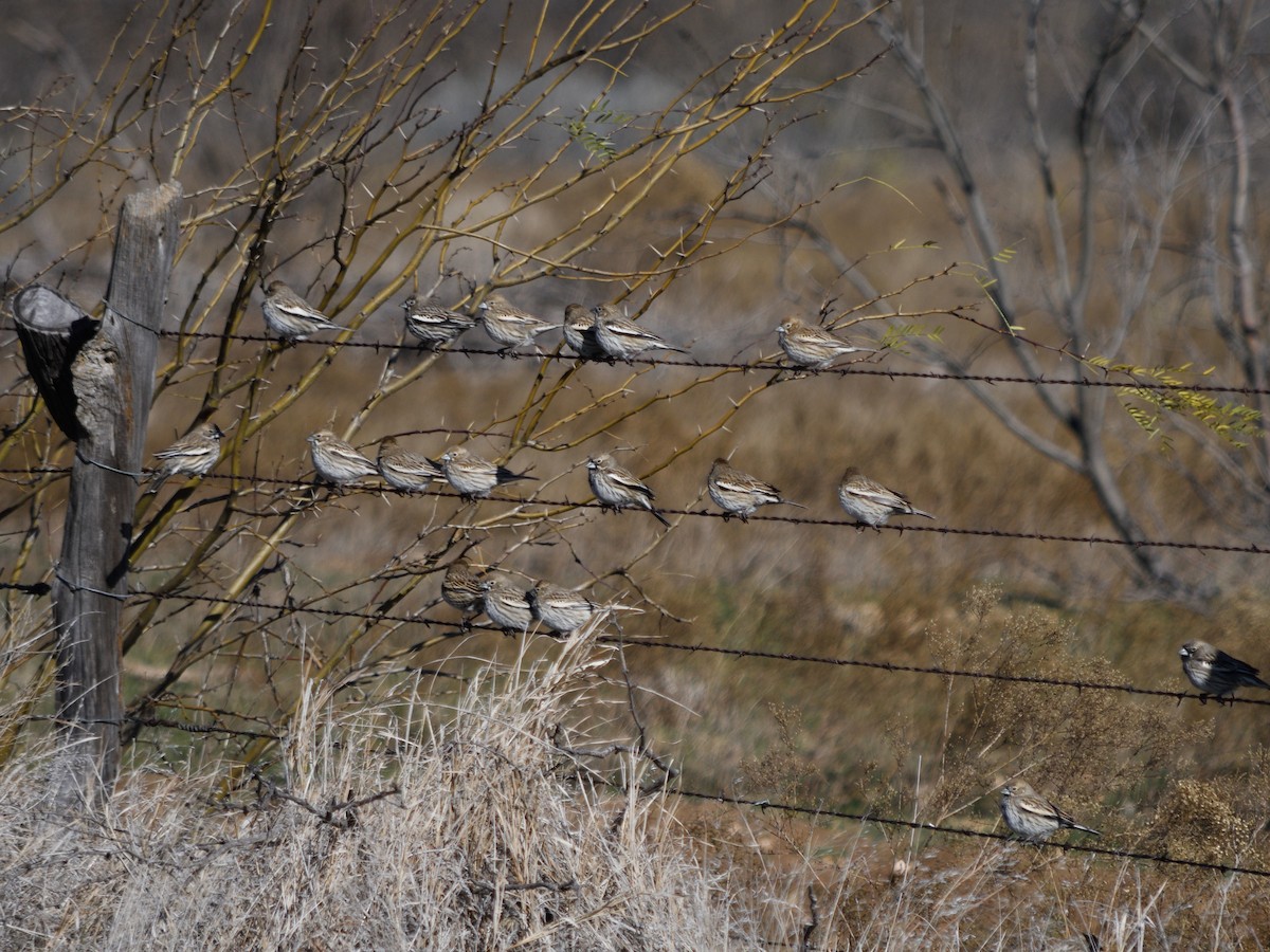 Lark Bunting - ML628693719